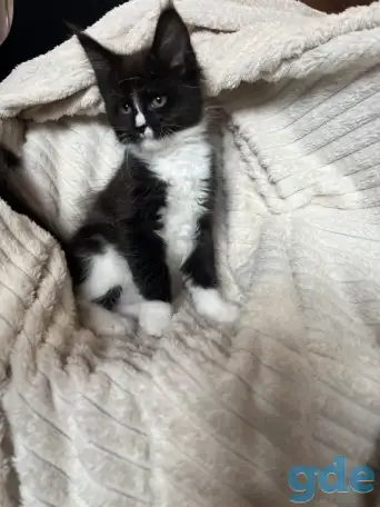 Котята мейн-кун, фотография 4