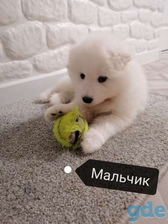 Щенки Самоеда, фотография 7