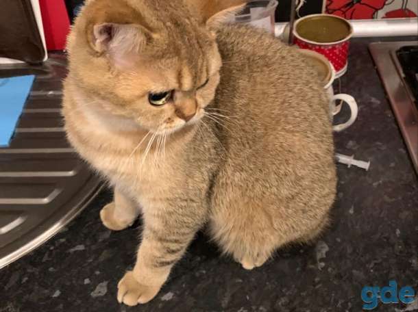 Вязка кота, фотография 3