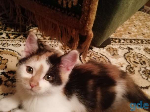 Котята в добрые руки, фотография 1