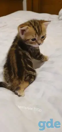 Шотландские котята, фотография 8