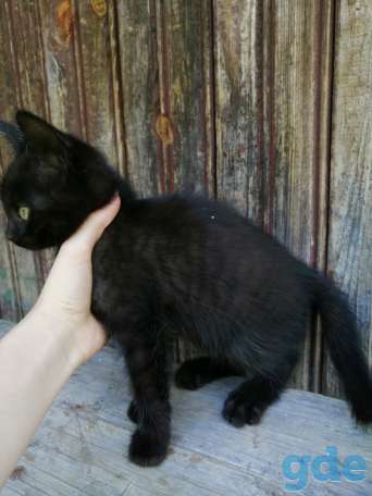Котята в добрые руки, фотография 4