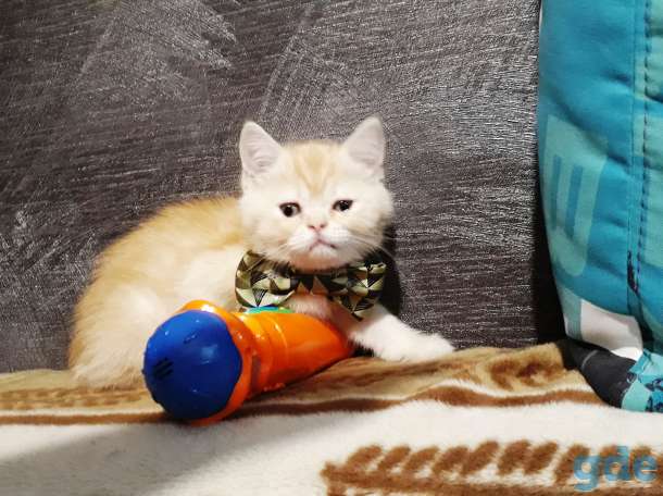 Британские котята, фотография 5