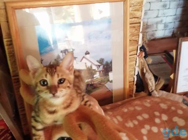 Бенгальские котята, фотография 2