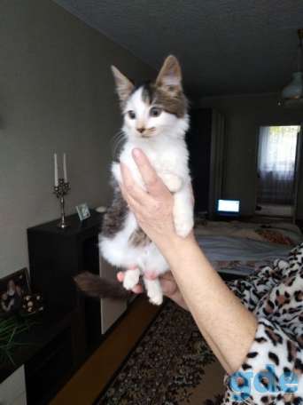 Котенок ищет дом, фотография 2