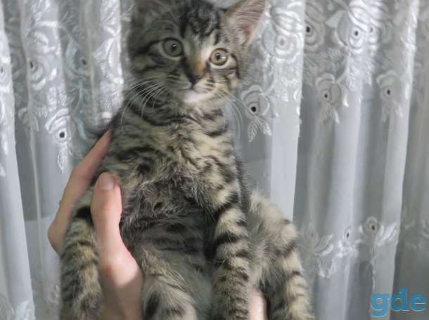 Котята в добрые руки, фотография 1