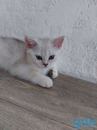Котята, фотография 2