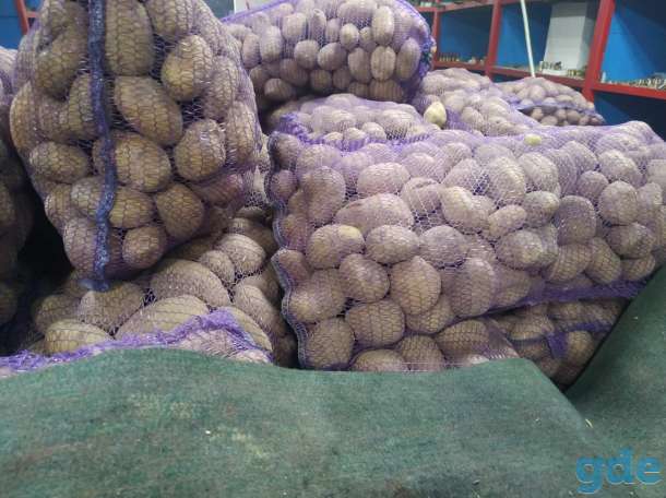 Продам картошку 0,25 руб. за 1 кг, фотография 5