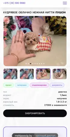 Мальтипу мини и микро пушон той пудель, фотография 1