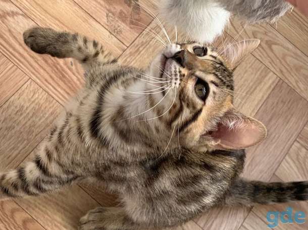 Чистокровный бенгальский котёнок 3 месяца, фотография 3