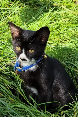 Котенок ищет дом, фотография 2