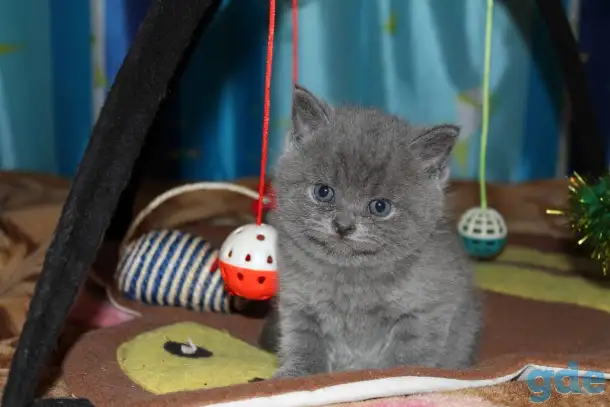 Котята британцы, фотография 6