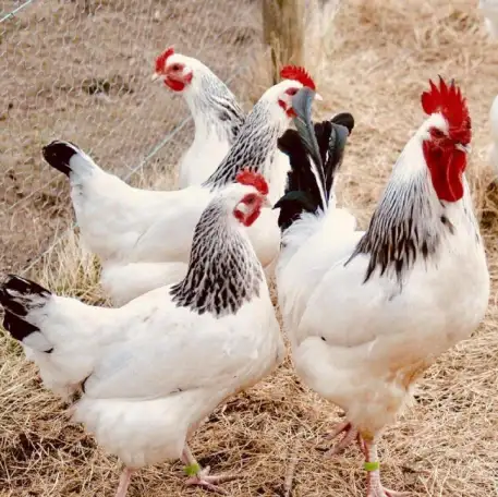 Продам кур несушек, фотография 1