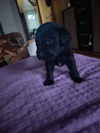 Щенки Лабрадора с Хаски, фотография 1