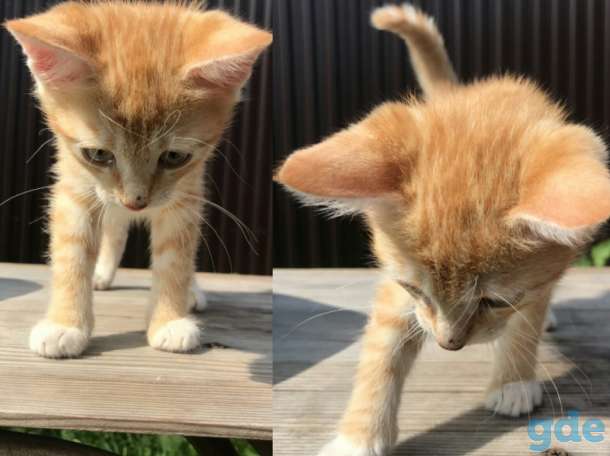 Котята, фотография 2