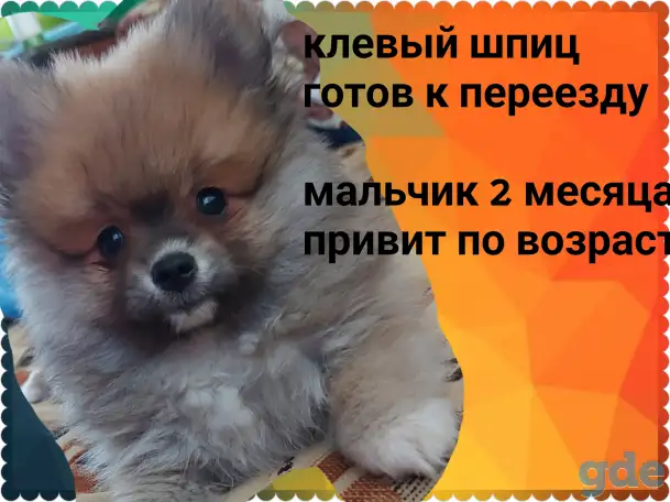 Клёвый шпиц-малыш, фотография 1