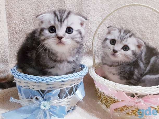 Вислоухие шотландские котята., фотография 3