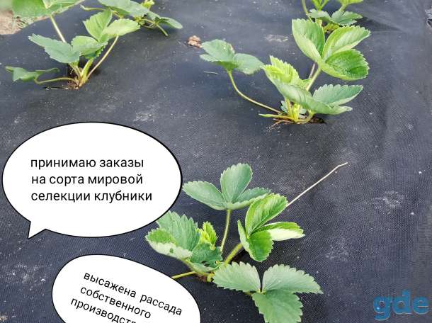 Продаю рассаду клубники, фотография 2