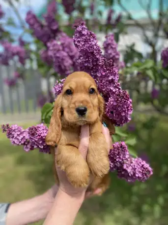 Английский кокер спаниель щенки, фотография 2