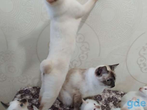 Меконгский бобтейл котенок (сиамский окрас), фотография 2