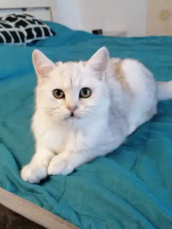 Британский котёнок, фотография 2