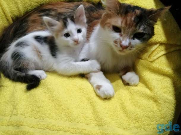 Отдам котят в хорошие руки!!, фотография 1