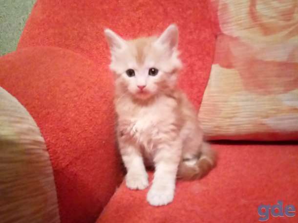 Котята Мейн кун, фотография 1