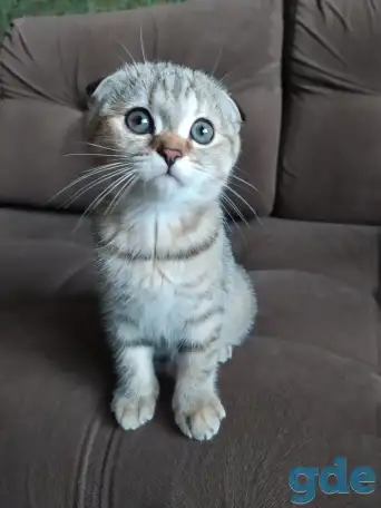 Шотландские котята, фотография 8
