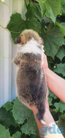 Щенки вельш корги пемброк, фотография 3