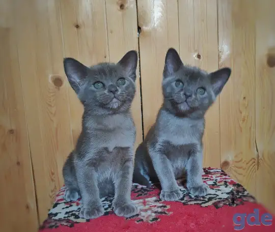 Котята европейской бурмы, фотография 8