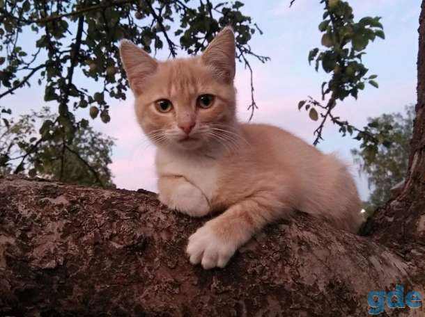 Котята в дар! Минск!, фотография 3