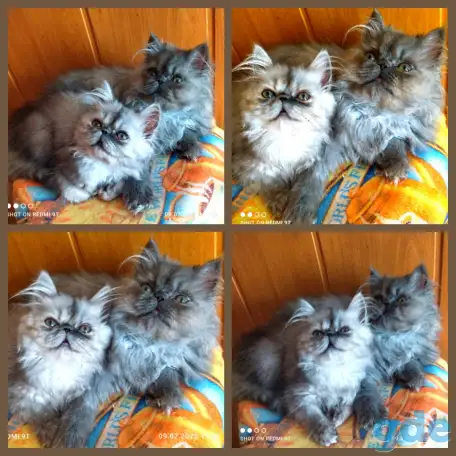 Персидский мальчик Зайчик. Персы. Котята., фотография 12