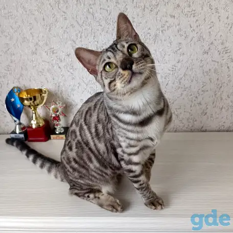 Бенгальские котята, фотография 3