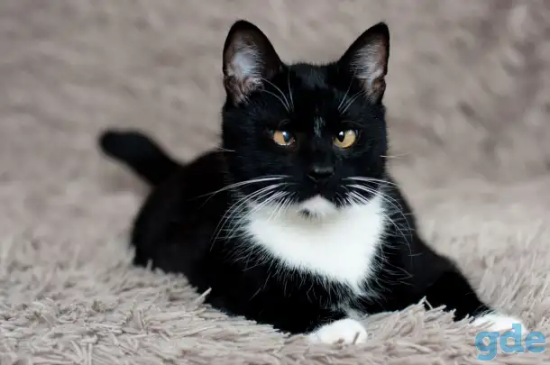 Котик в дар, фотография 3