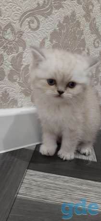 Шотландский котик, фотография 1