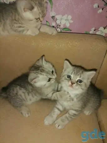 Продам шотландских котят.Скотиш фонд (серебристая шиншилла ).Побробное описание в лс., фотография 3