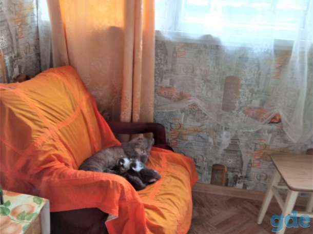 Отдадим котёнка в добрые руки, фотография 1