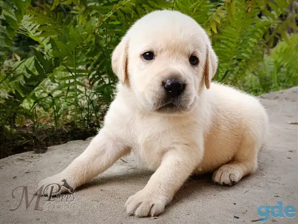 Щенки лабрадора (палевые) из питомника MercuryPuppy, фотография 5