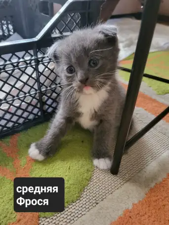 Продам 3 котят, фотография 2