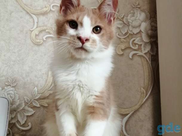 Котенок, фотография 2