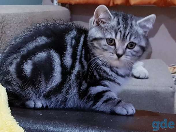 Шотландская кошечка.котенок., фотография 1