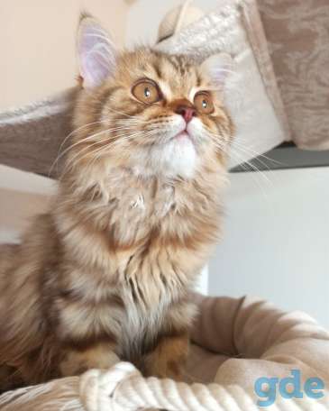 Скоттиш Страйт Девочка, фотография 4