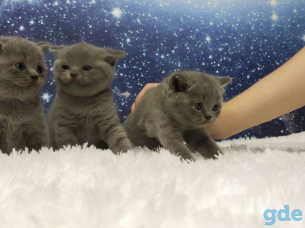 Шотландская кошечка, фотография 4