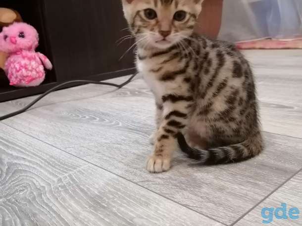 Бенгальский котенок, фотография 2