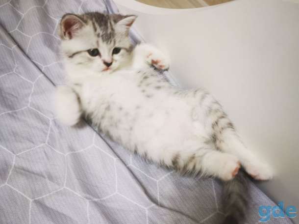 Шотландская кошечка, фотография 5