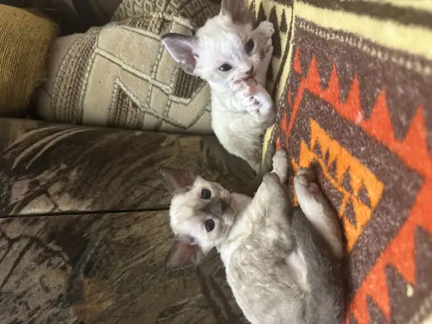 Котята Девон рекс, фотография 8