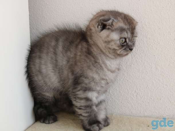 Шотландский вислоухий котенок, фотография 3