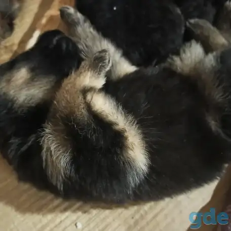 Щенки Немецкой овчарки, фотография 2