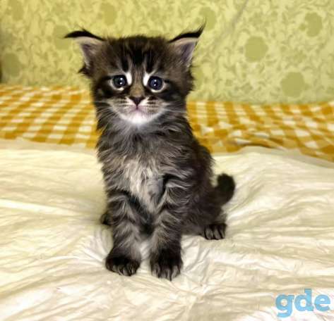 кошка мейн кун, фотография 3