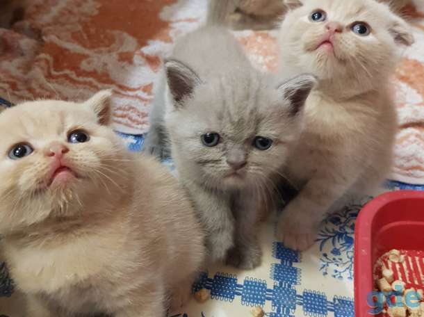 Шотландские котята, фотография 2